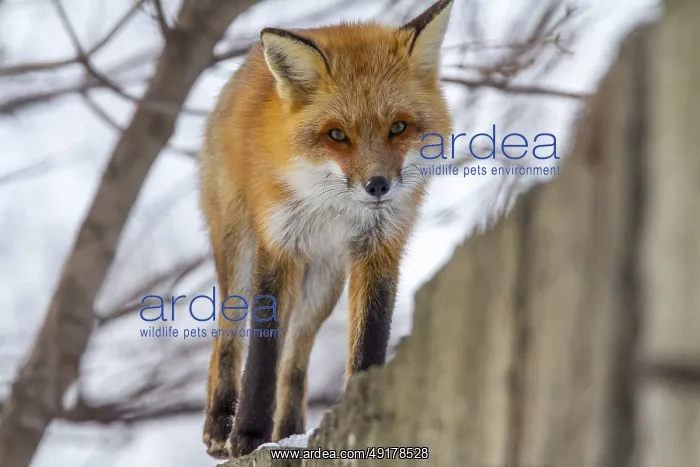 : Red fox (Vulpes vulpes), Fox walking on a high fence : Red fox (Vulpes vulpes), Fox walking on a high fence