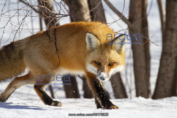 : Red fox (vulpes vulpes), Fox walking on snow and spotting a prey : Red fox (vulpes vulpes), Fox walking on snow and spotting a prey