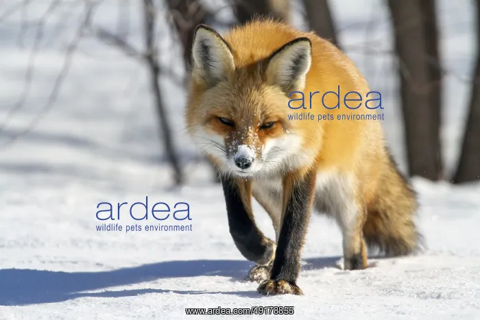 : Red fox (vulpes vulpes), Fox walking on snow and spotting a prey : Red fox (vulpes vulpes), Fox walking on snow and spotting a prey