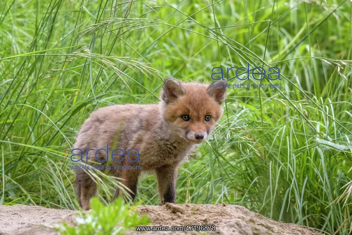 : Red Fox (Vulpes vulpes), Fox a few weeks old playing : Red Fox (Vulpes vulpes), Fox a few weeks old playing