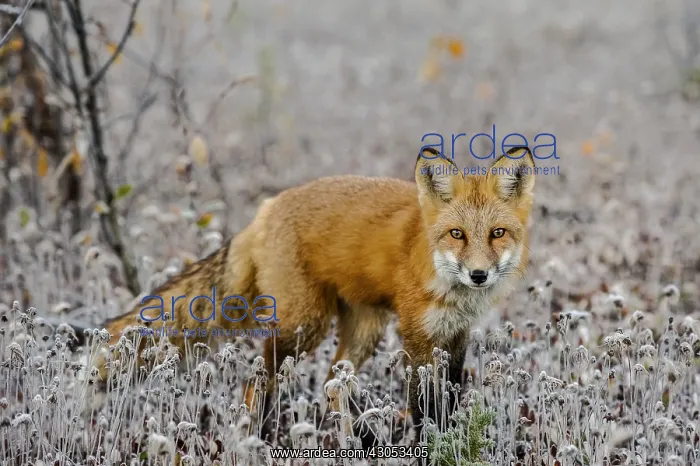 : Red Fox (Vulpes vulpes) in frosted field near the : Red Fox (Vulpes vulpes) in frosted field near the