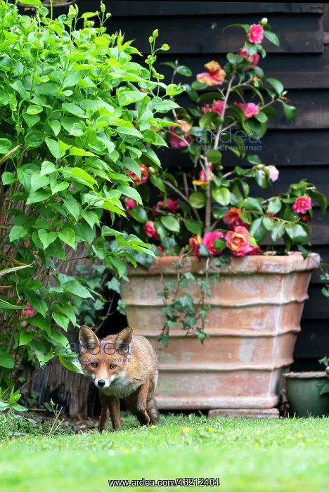 : Red fox (Vulpes vulpes) in a house garden, England : Red fox (Vulpes vulpes) in a house garden, England