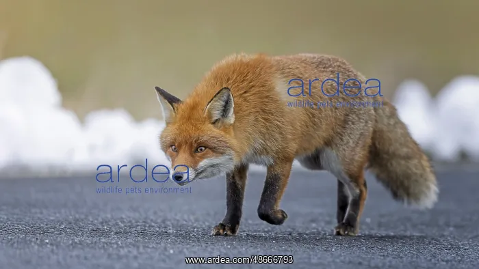 : Red fox (Vulpes vulpes), hunting, winter fur, fallen game : Red fox (Vulpes vulpes), hunting, winter fur, fallen game