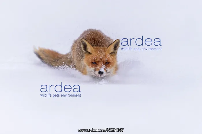 : Red fox (Vulpes vulpes), jumping in deep snow with : Red fox (Vulpes vulpes), jumping in deep snow with