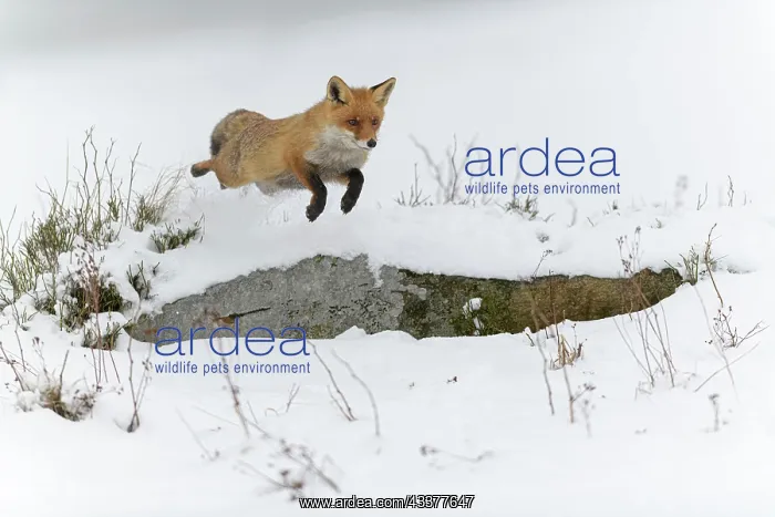 : Red fox (Vulpes vulpes), jumping, in a monochrome : Red fox (Vulpes vulpes), jumping, in a monochrome