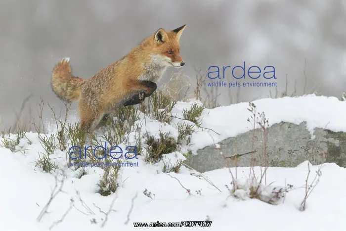 : Red fox (Vulpes vulpes), jumping, in a monochrome : Red fox (Vulpes vulpes), jumping, in a monochrome