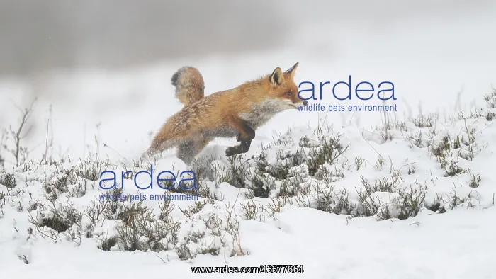 : Red fox (Vulpes vulpes), jumping, in a monochrome : Red fox (Vulpes vulpes), jumping, in a monochrome