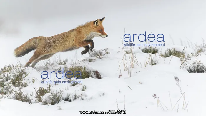 : Red fox (Vulpes vulpes), jumping, in a monochrome : Red fox (Vulpes vulpes), jumping, in a monochrome