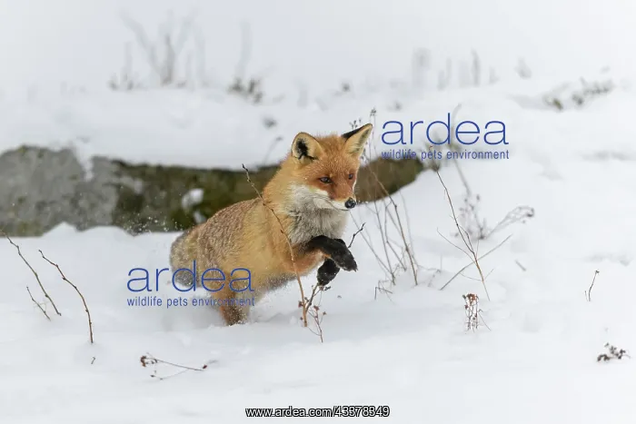 : Red fox (Vulpes vulpes), jumping, in a monochrome : Red fox (Vulpes vulpes), jumping, in a monochrome