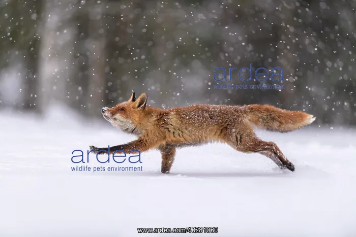 : Red fox (Vulpes vulpes), jumping in a snowy landscape : Red fox (Vulpes vulpes), jumping in a snowy landscape