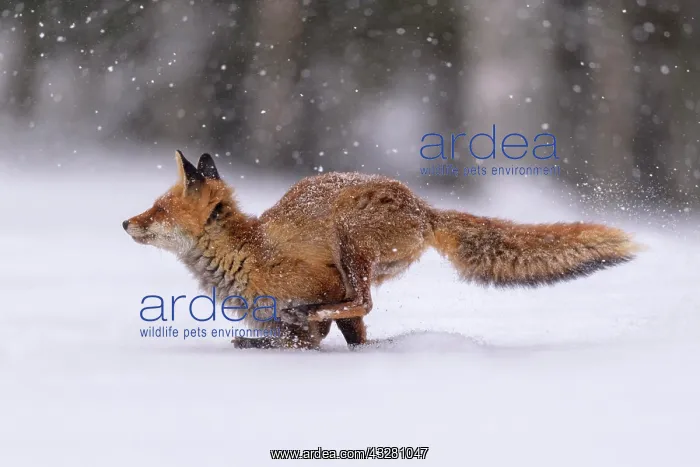 : Red fox (Vulpes vulpes), jumping in a snowy landscape : Red fox (Vulpes vulpes), jumping in a snowy landscape