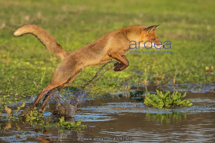 : Red fox (Vulpes vulpes) jumps over a water body : Red fox (Vulpes vulpes) jumps over a water body