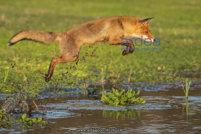  : Red fox (Vulpes vulpes) jumps over a water body