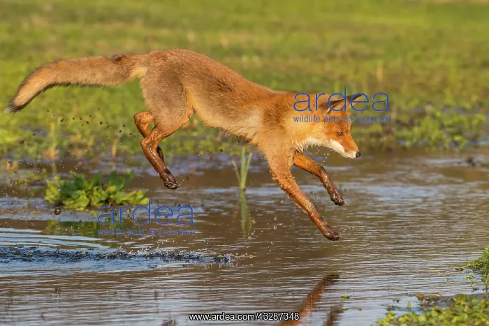 : Red fox (Vulpes vulpes) jumps over a water body : Red fox (Vulpes vulpes) jumps over a water body