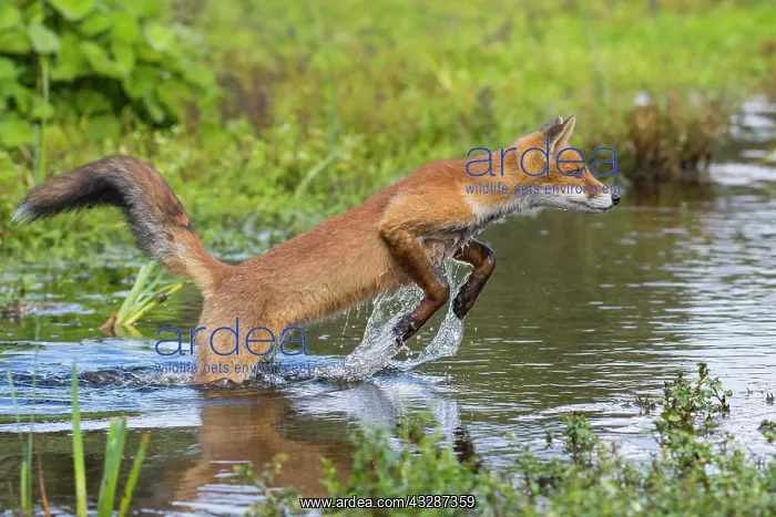 : Red fox (Vulpes vulpes) jumps over a water body : Red fox (Vulpes vulpes) jumps over a water body