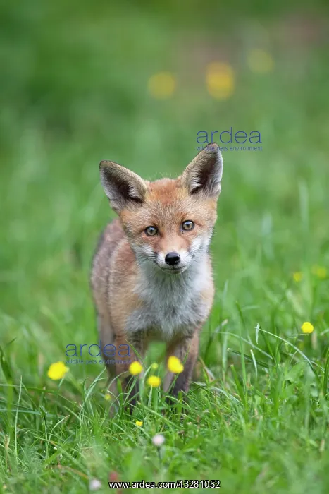 : Red fox (Vulpes vulpes), JungfuchS, Bitburg, Rhineland-Palat : Red fox (Vulpes vulpes), JungfuchS, Bitburg, Rhineland-Palat