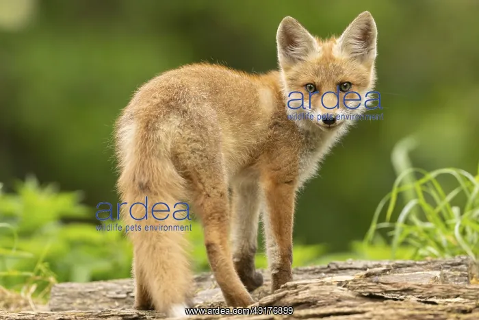 : Red fox (vulpes vulpes), juvenile : Red fox (vulpes vulpes), juvenile