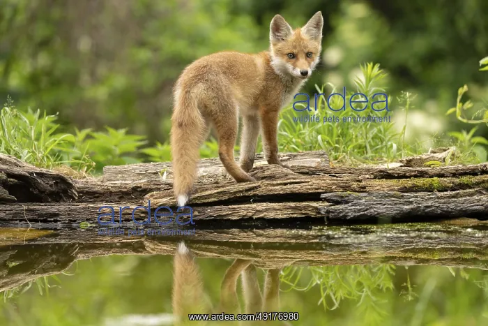 : Red fox (vulpes vulpes), juvenile : Red fox (vulpes vulpes), juvenile