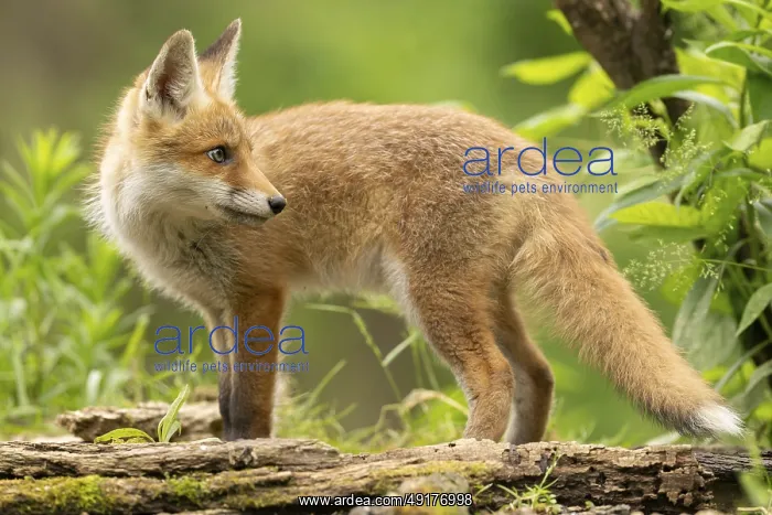 : Red fox (vulpes vulpes), juvenile : Red fox (vulpes vulpes), juvenile