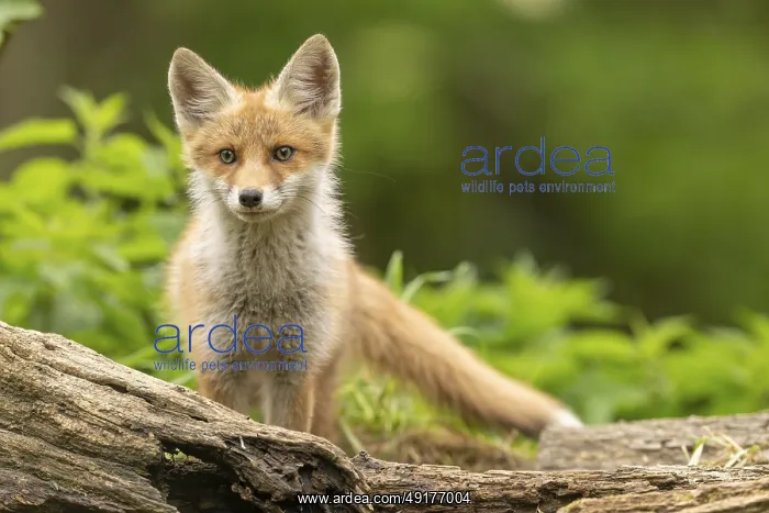 : Red fox (vulpes vulpes), juvenile : Red fox (vulpes vulpes), juvenile