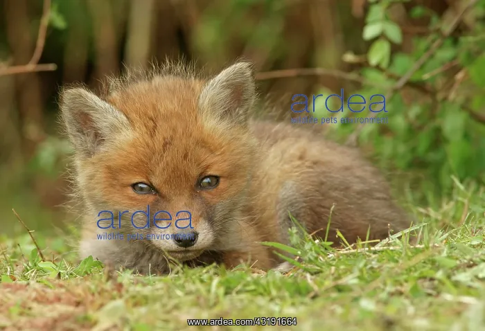 : Red fox (Vulpes vulpes), kit, Bad Hersfeld, Hesse : Red fox (Vulpes vulpes), kit, Bad Hersfeld, Hesse