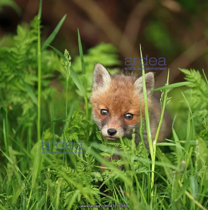 : Red fox (Vulpes vulpes), kit, Bad Hersfeld, Hesse : Red fox (Vulpes vulpes), kit, Bad Hersfeld, Hesse