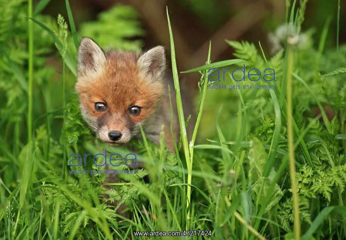 : Red fox (Vulpes vulpes), kit, Bad Hersfeld, Hesse : Red fox (Vulpes vulpes), kit, Bad Hersfeld, Hesse