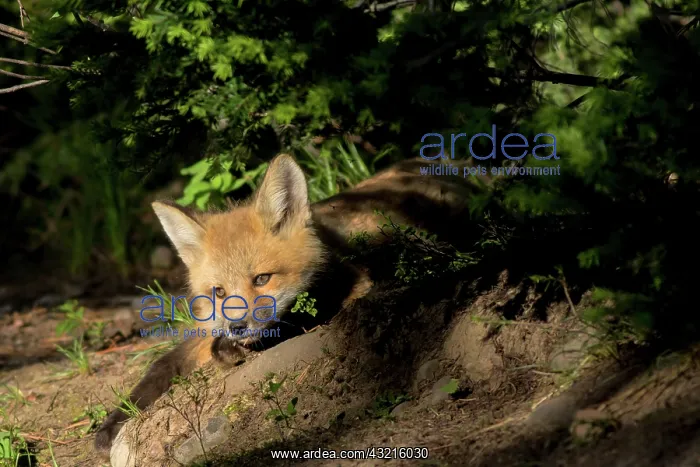 : Red fox (Vulpes vulpes) kit basking in the afte : Red fox (Vulpes vulpes) kit basking in the afte