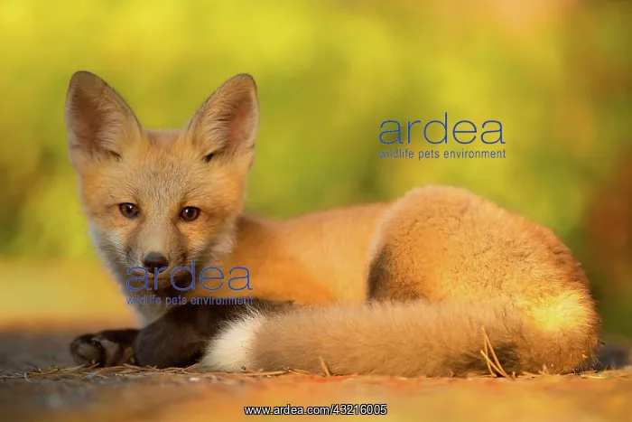 : Red fox (Vulpes vulpes) kit posing in early mor : Red fox (Vulpes vulpes) kit posing in early mor