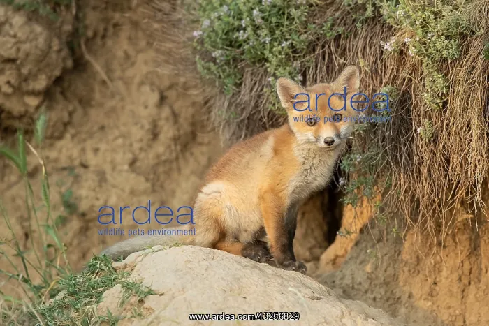: Red Fox (Vulpes vulpes) kit sitting in front of : Red Fox (Vulpes vulpes) kit sitting in front of