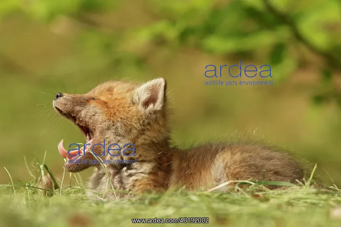 : Red fox (Vulpes vulpes), kit, yawning, Bad Hersfeld : Red fox (Vulpes vulpes), kit, yawning, Bad Hersfeld