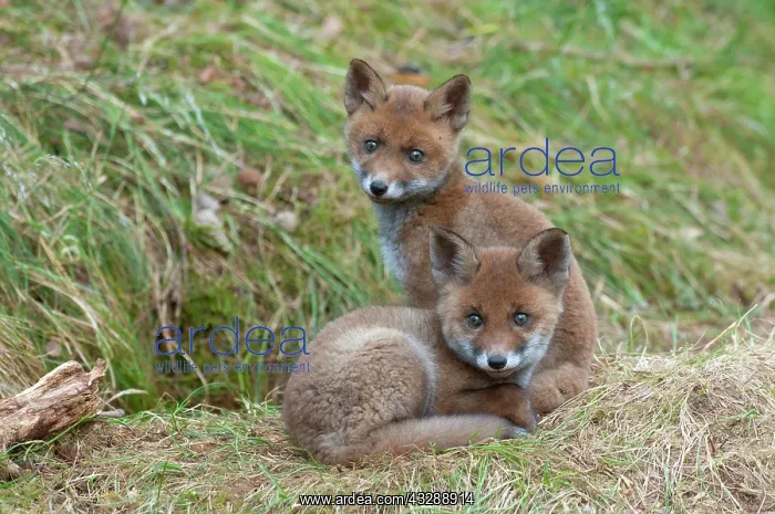: Red Fox (Vulpes vulpes) kits in the grass, The : Red Fox (Vulpes vulpes) kits in the grass, The