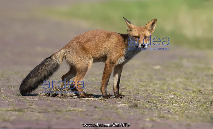 : Red Fox (vulpes vulpes) is leaving a scent mark : Red Fox (vulpes vulpes) is leaving a scent mark