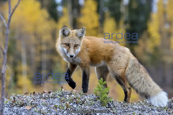 : Red Fox (Vulpes vulpes) along the Liard River near : Red Fox (Vulpes vulpes) along the Liard River near