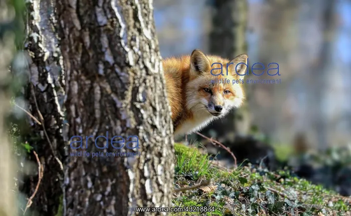 : Red fox (Vulpes vulpes) looking out from behind : Red fox (Vulpes vulpes) looking out from behind