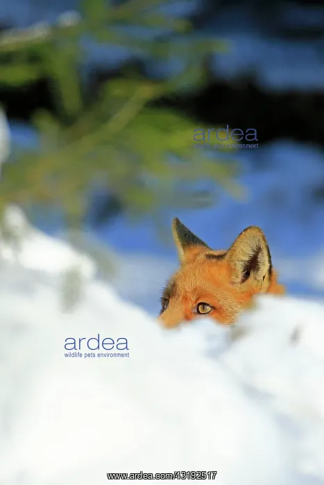 : Red fox (Vulpes vulpes) looking out of the snow : Red fox (Vulpes vulpes) looking out of the snow