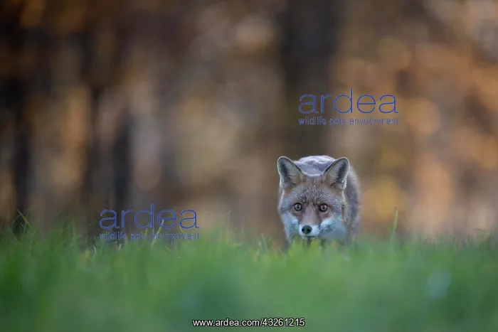 : Red fox (Vulpes vulpes) in a meadow, Bitburg, Germany : Red fox (Vulpes vulpes) in a meadow, Bitburg, Germany