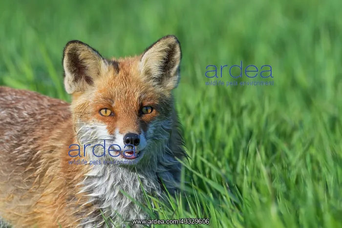 : Red Fox (Vulpes vulpes) on a meadow in spring, Hesse : Red Fox (Vulpes vulpes) on a meadow in spring, Hesse