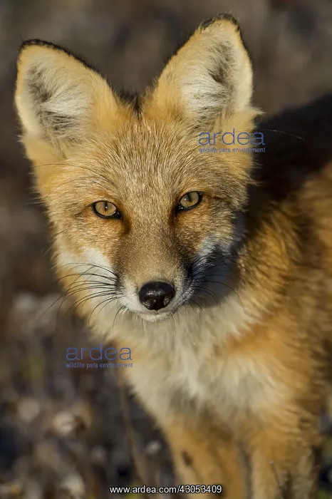 : Red Fox (Vulpes vulpes) near the Yukon / British Columbia : Red Fox (Vulpes vulpes) near the Yukon / British Columbia