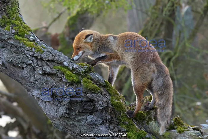 : Red fox (Vulpes vulpes) on old tree trunk, Germany : Red fox (Vulpes vulpes) on old tree trunk, Germany