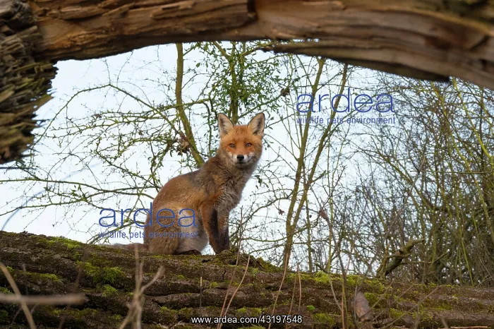 : Red fox (Vulpes vulpes) on old tree trunk, Springtime : Red fox (Vulpes vulpes) on old tree trunk, Springtime