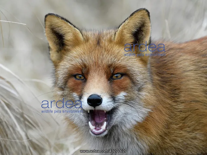 : Red fox (Vulpes vulpes), with open mouth and erect : Red fox (Vulpes vulpes), with open mouth and erect