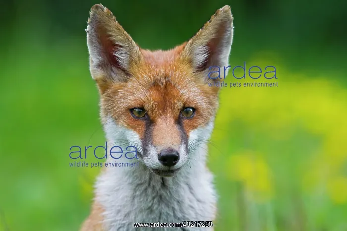 : Red fox (Vulpes vulpes), portrait, south east England : Red fox (Vulpes vulpes), portrait, south east England