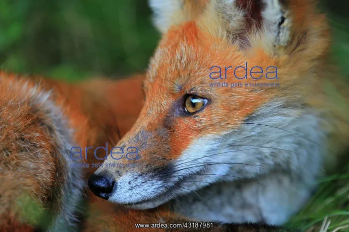 : Red fox (Vulpes vulpes), portrait of a lying fox : Red fox (Vulpes vulpes), portrait of a lying fox