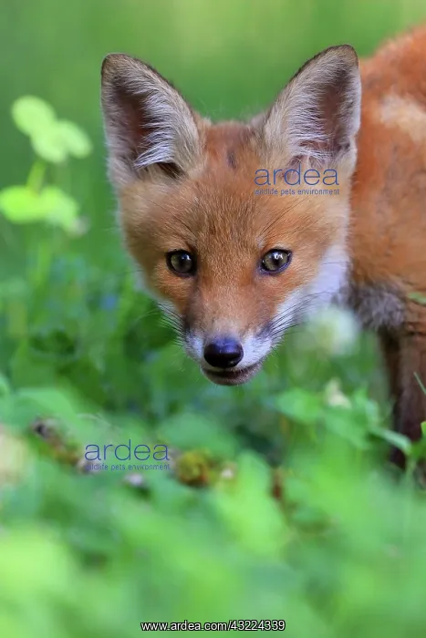 : Red fox (Vulpes vulpes), portrait of a pup, young : Red fox (Vulpes vulpes), portrait of a pup, young
