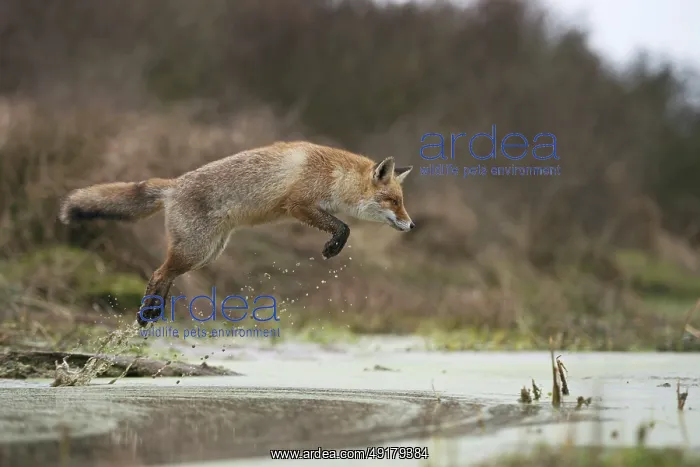 : Red fox (Vulpes vulpes) in a powerful : Red fox (Vulpes vulpes) in a powerful