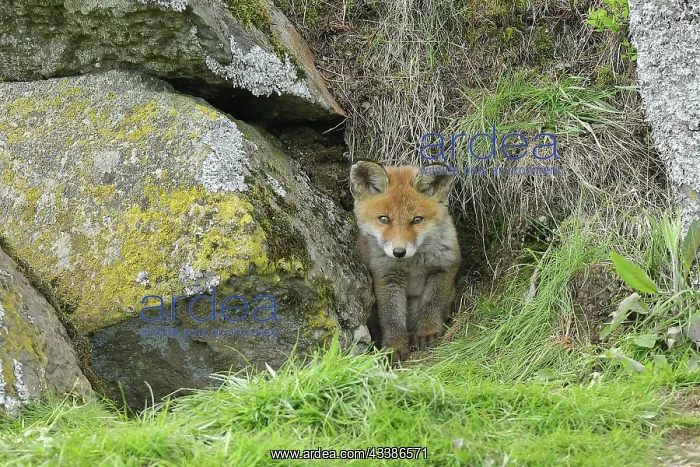 : Red fox (Vulpes vulpes), pup coming out of den : Red fox (Vulpes vulpes), pup coming out of den