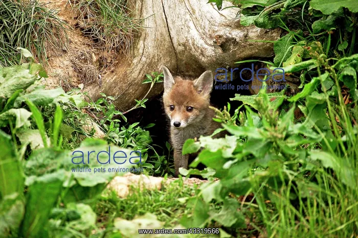 : Red Fox, vulpes vulpes, Pup emerging from Den : Red Fox, vulpes vulpes, Pup emerging from Den