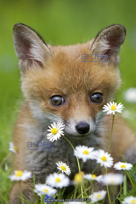  : RED FOX (vulpes vulpes), PUP WITH FLOWERS, NORMANDY IN