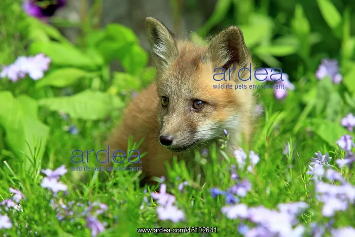 : Red Fox (Vulpes vulpes), pup, ten weeks, Montana : Red Fox (Vulpes vulpes), pup, ten weeks, Montana